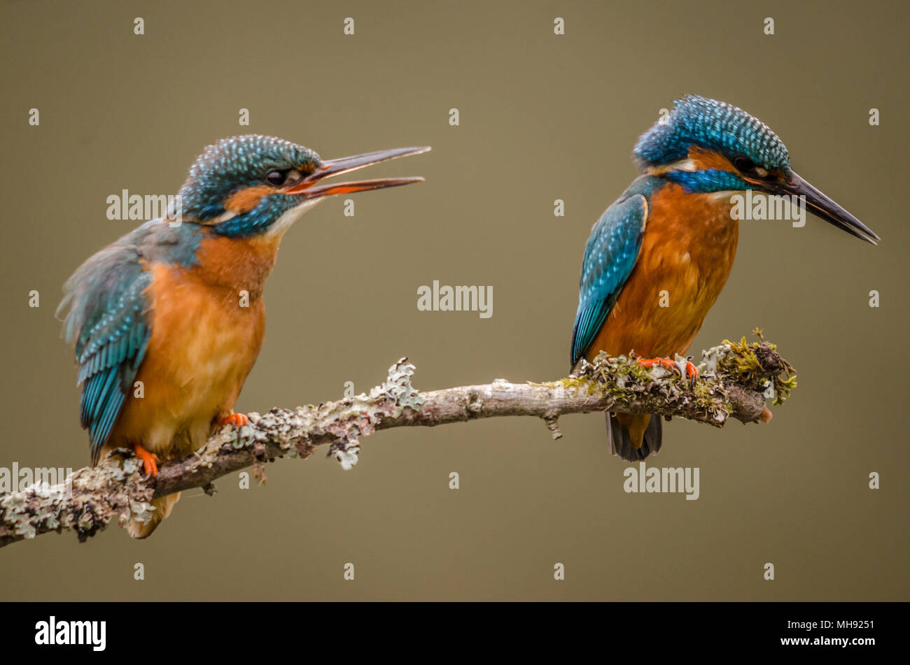 Kingfisher Paar beide thront, eine Berufung für Lebensmittel Stockfoto