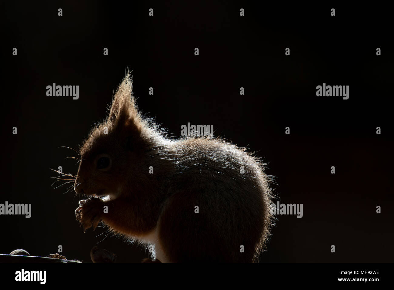 Red squirrel, sciurus Vulgaris, silhouette sitzen auf Heidekraut und Gras in die Wälder des Cairngorms National, Schottland essen Muttern Stockfoto