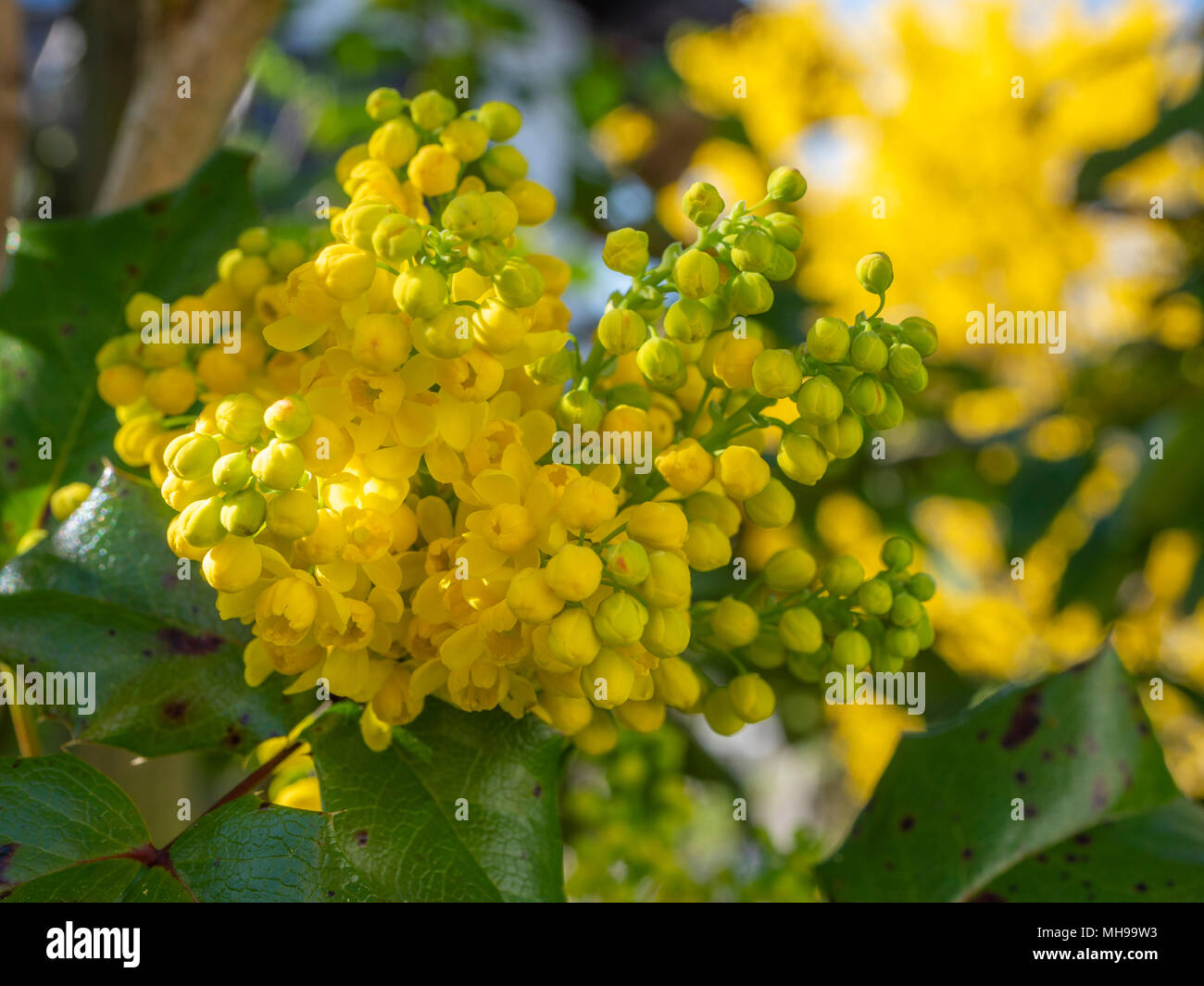 Blhende Stechpalme, Ilex aquifolium Stockfotografie - Alamy