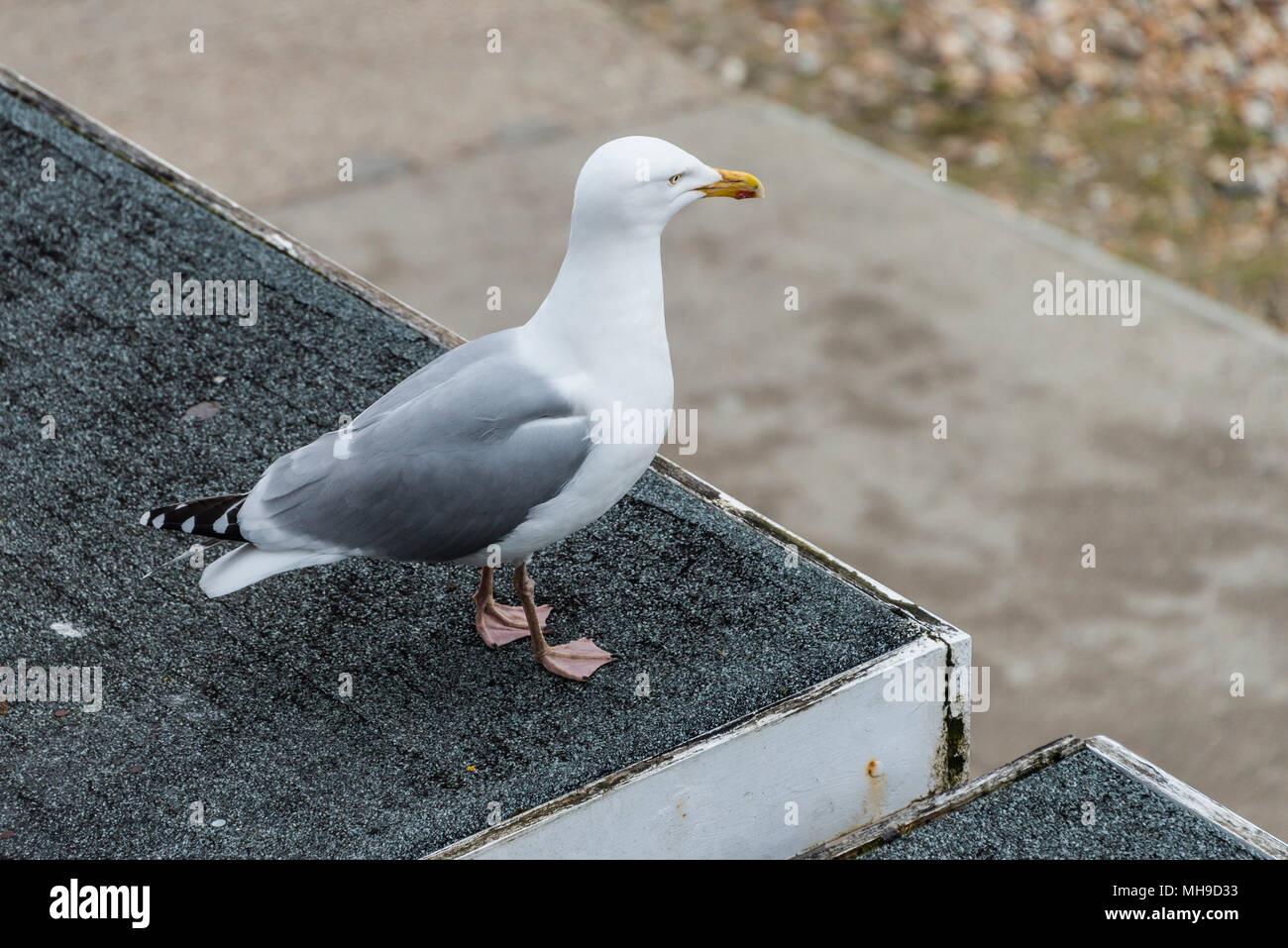 Eine Silbermöwe (Larus argentatus) Stockfoto