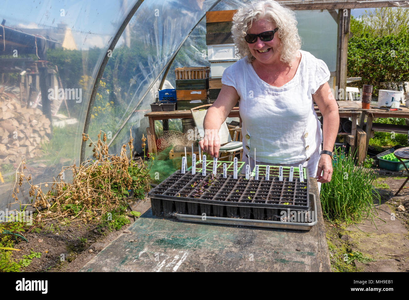 Ältere Frau Gartenarbeit in polytunnel Stockfoto