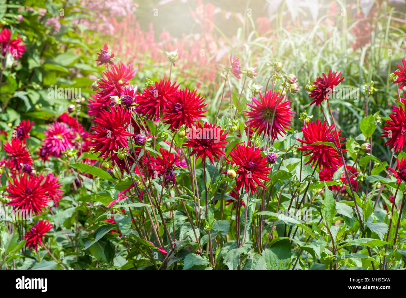Die leuchtend rote, Sommer Blüten Dahlie 'Doris Ritter' in dunstiger Sonnenschein genommen Stockfoto