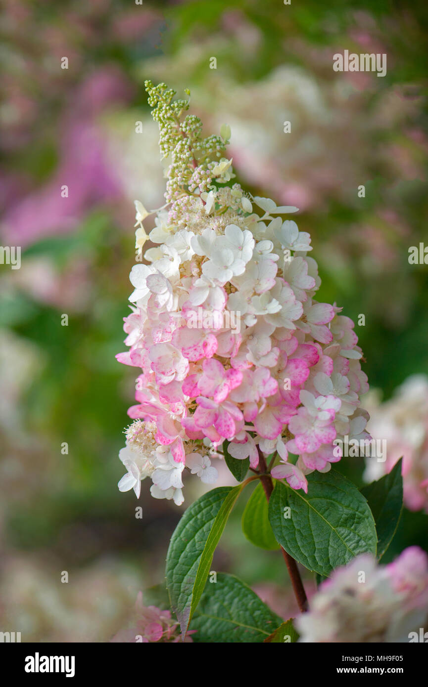 Nahaufnahme der schönen Blume Leiter der Hydrangea paniculata 'Pink Beauty', gegen ein weiches Hintergrund Stockfoto