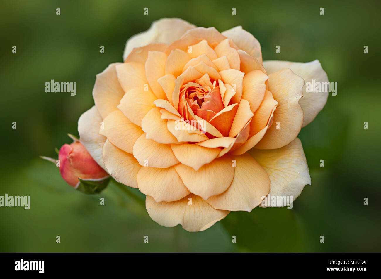 Close-up-Bild der schönen, Blüte, pfirsichfarbene, Rose "Gnade" - Englische Rose Grace Stockfoto