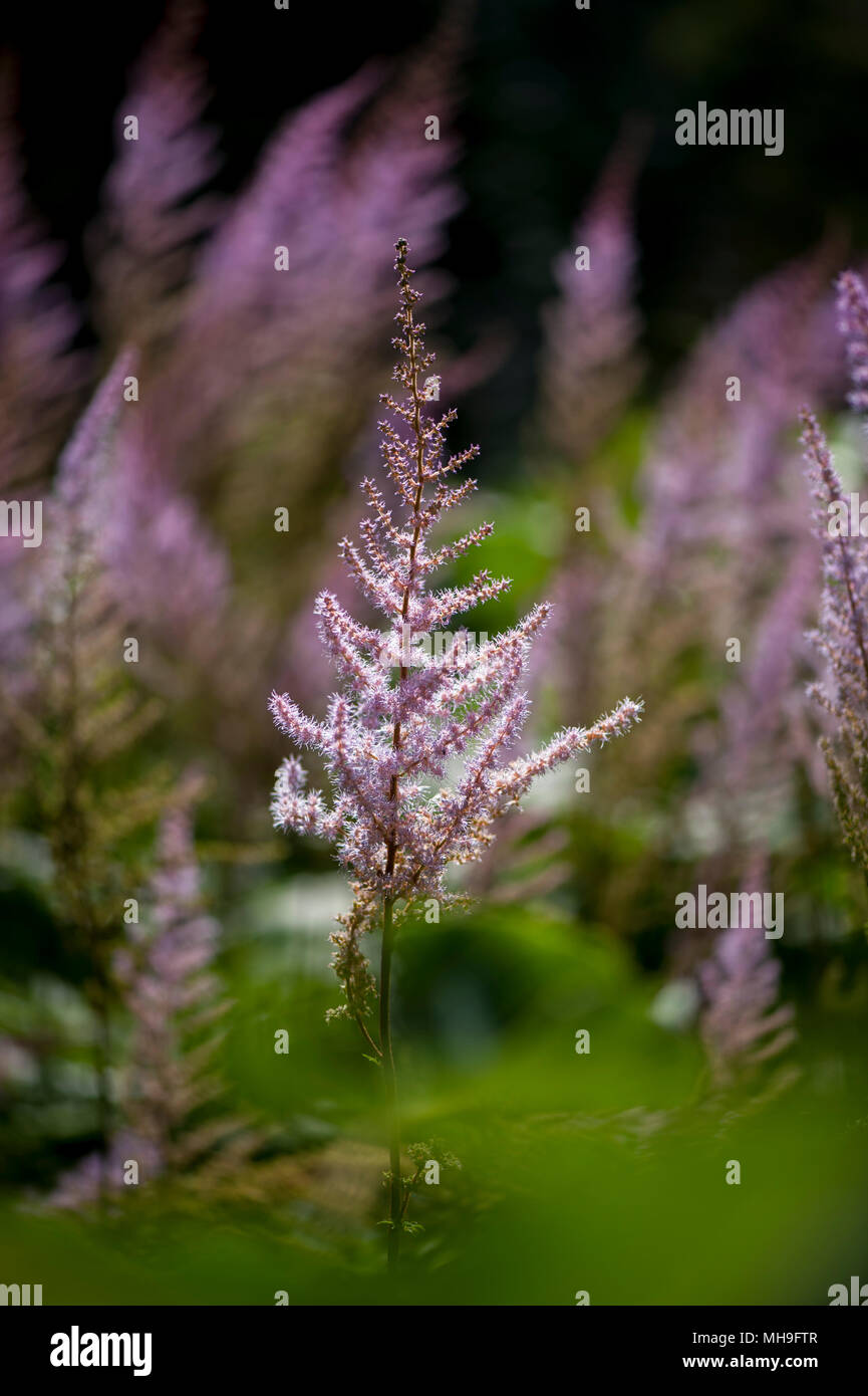 Nahaufnahme der Blüte rosa Anemone hupehensis Blumen auch als falsche Ziege Bart oder falsche Spirea bekannt Stockfoto