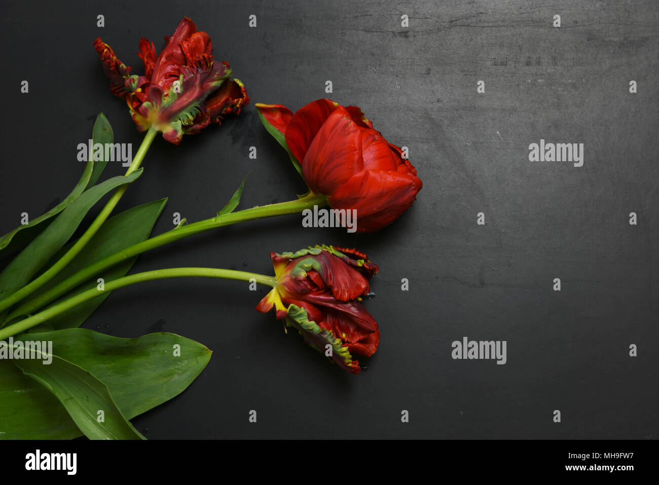 Rote peony Tulpen auf schwarzem Schiefer Stockfoto