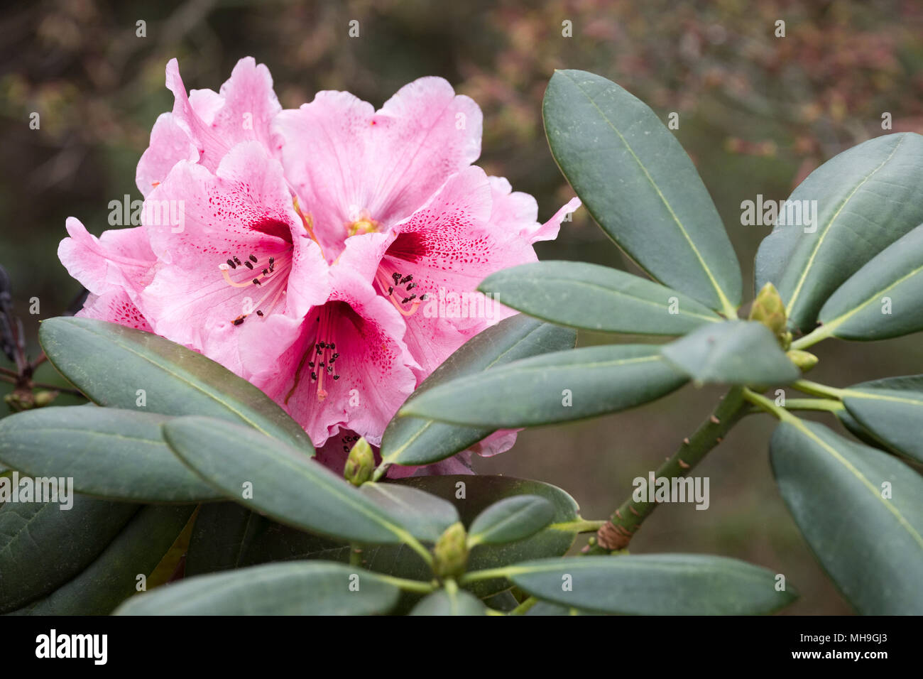 In der Nähe der rosa Blüten des Rhododendron 'Lady Linlithgow'. April Stockfoto