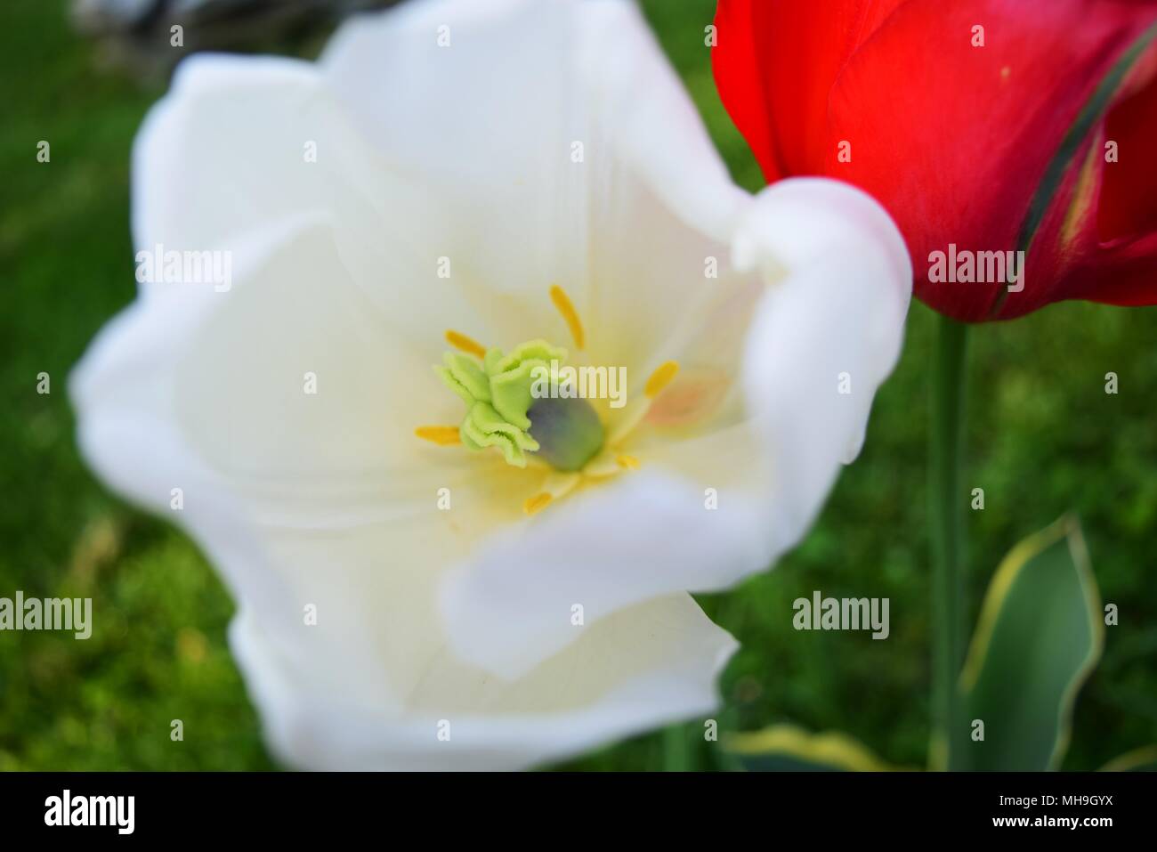Zarte Zentrum von White Tulip Stockfoto