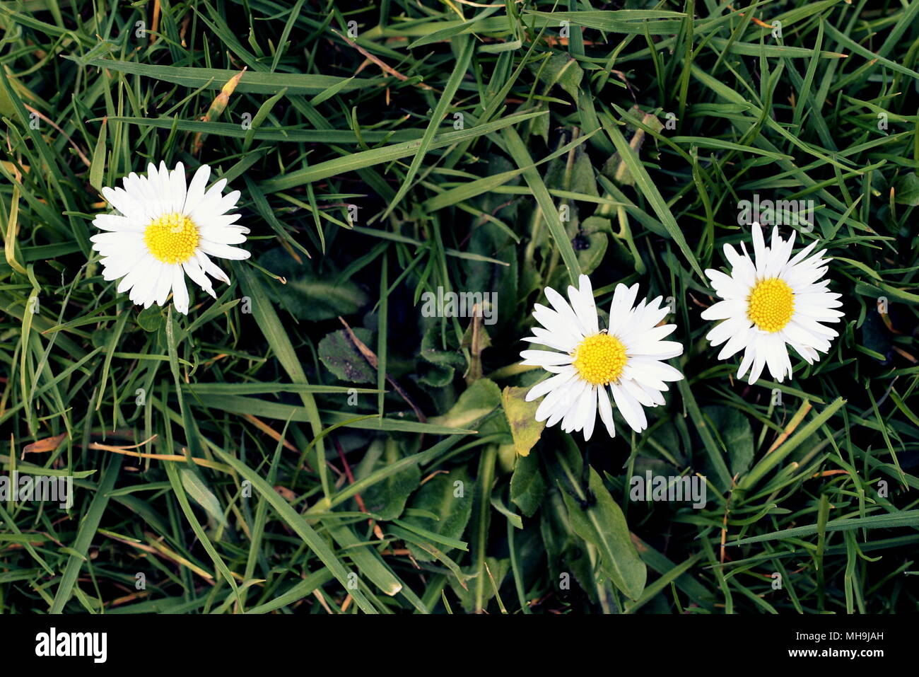 Drei Gänseblümchen daisys grüne Gras Hintergrund Kopie Raum niemand leer Paar stachelbeeren zwei und einem heraus links Beziehung Konzept eine Dreierbeziehung Stockfoto