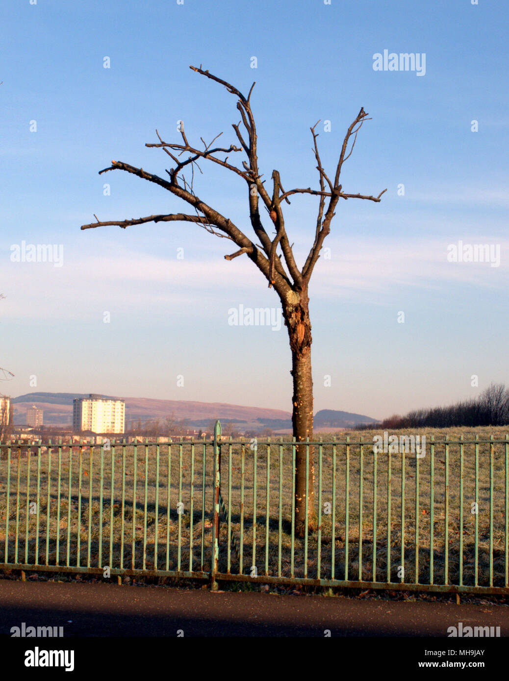 Unbeholfen beschnitten hässlichen Baum einsam allein hinter Eisen Zaun Geländer blauer Himmel wolkenlos Stockfoto