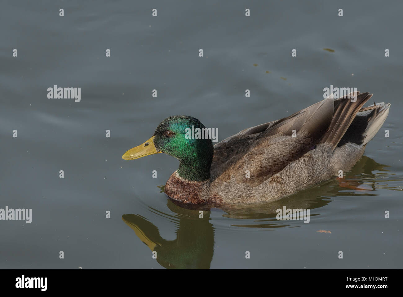 Männliche Stockente (Anas platyrhynchos) in See. Stockfoto