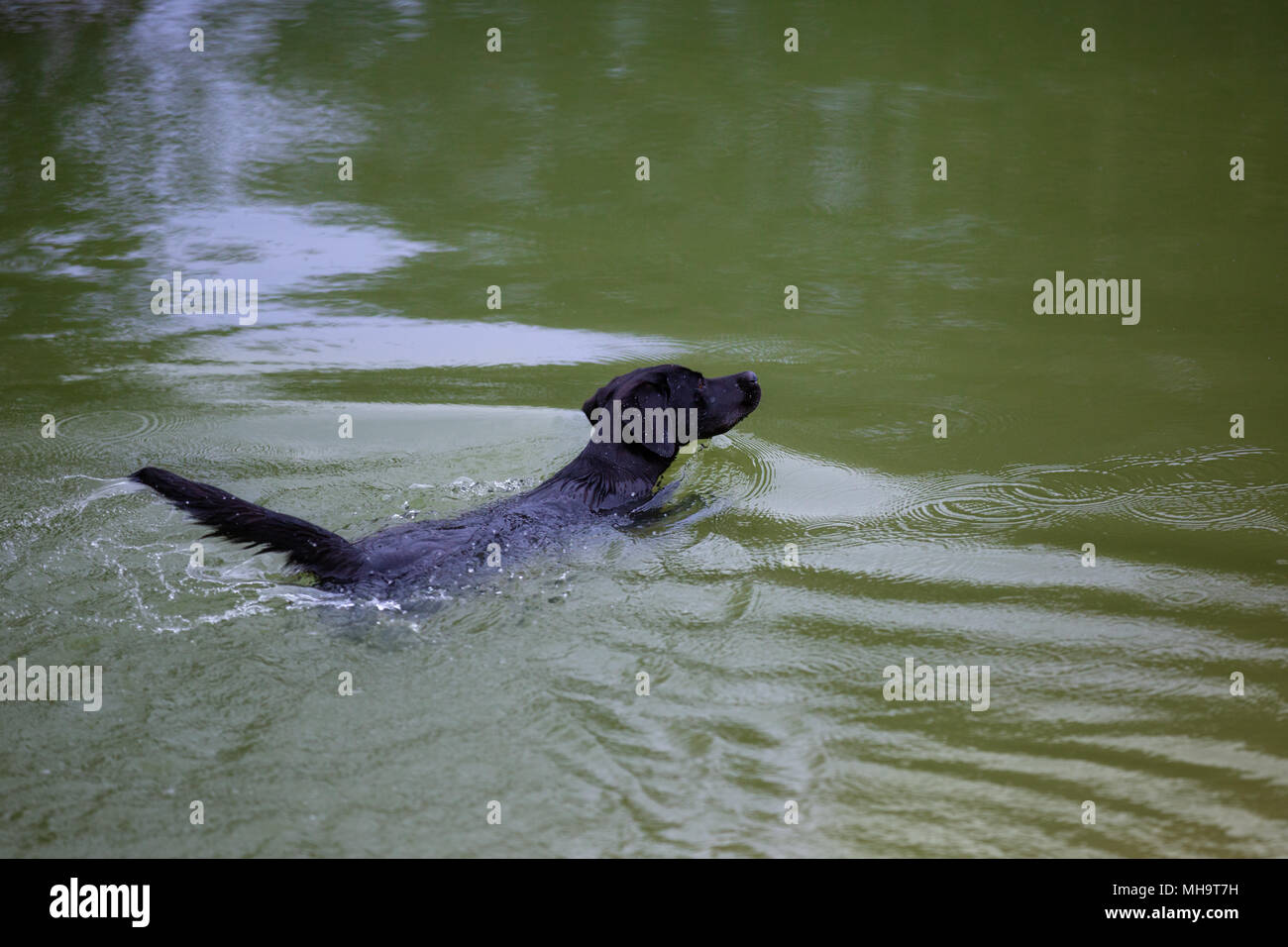 Schwarzer teich Fotos und Bildmaterial in hoher Auflösung Alamy