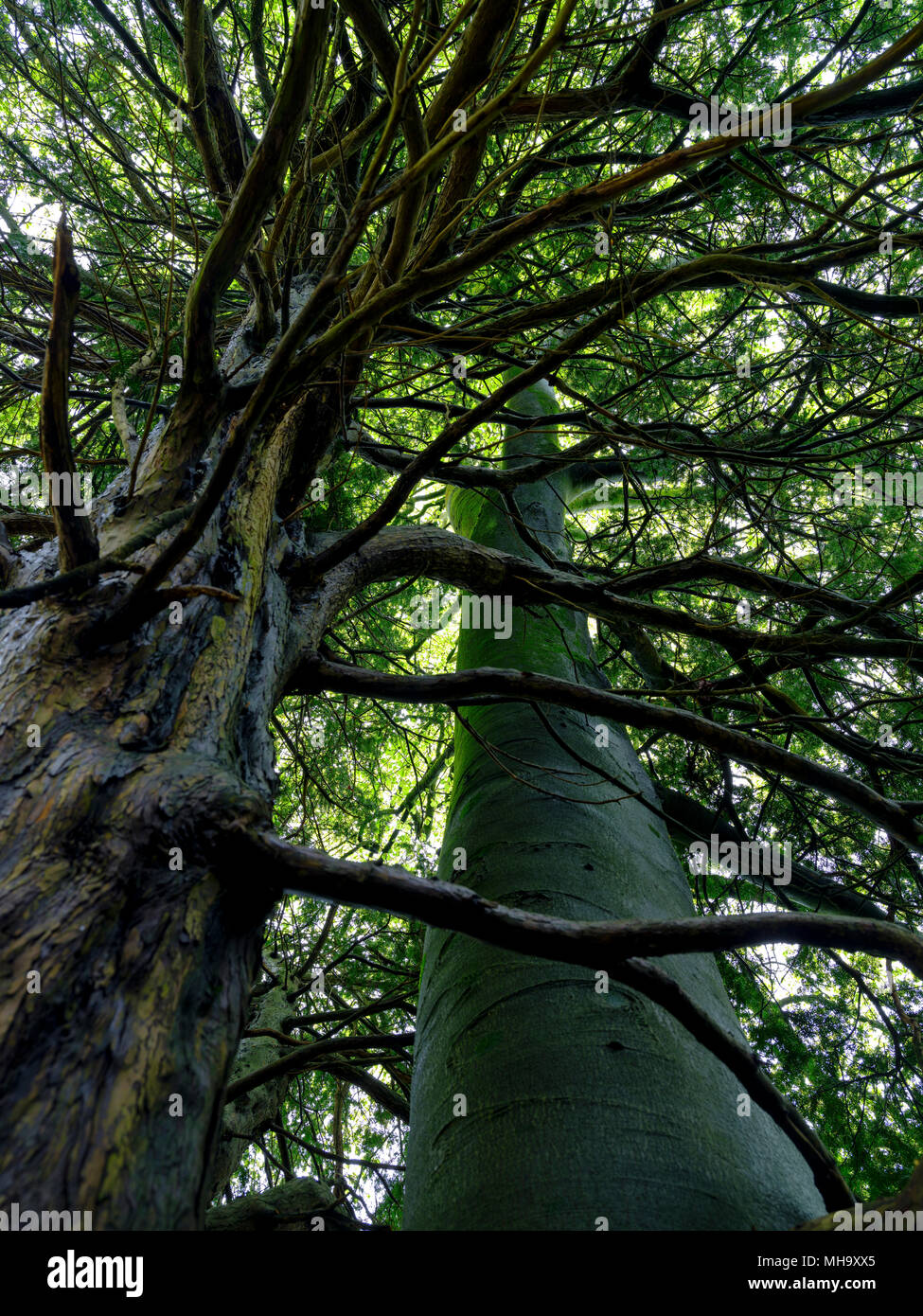 Eine ungewöhnliche Symbiose arborial wobei eine alte Eibe und Buche gewachsen sind zusammen Verschlungen - in Ashdown Kleiderbügel, in der Nähe von Petersfield im Süden tun Stockfoto