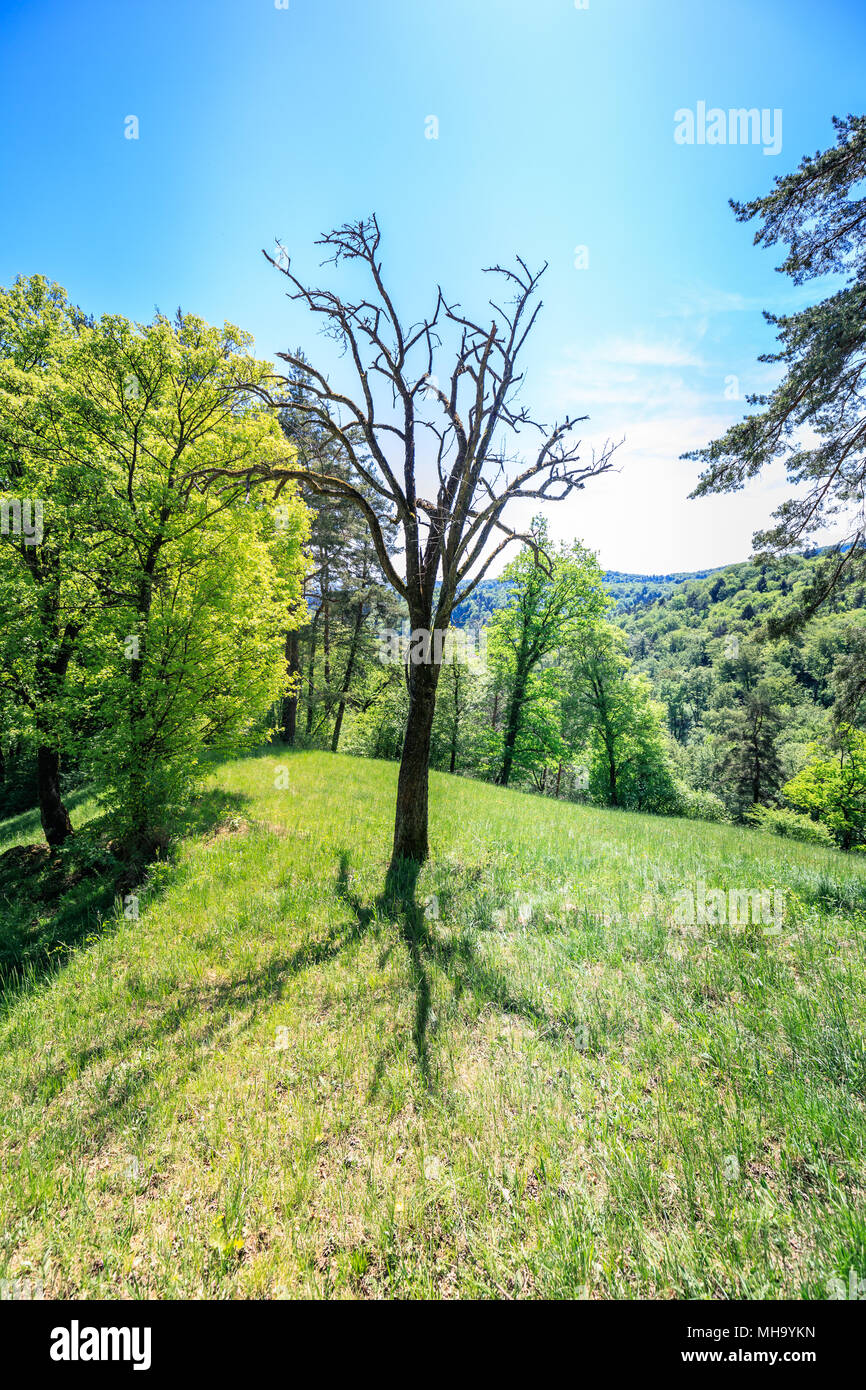 Die Sonne scheint durch eine majestätische Grüner Baum der Schweiz Stockfoto