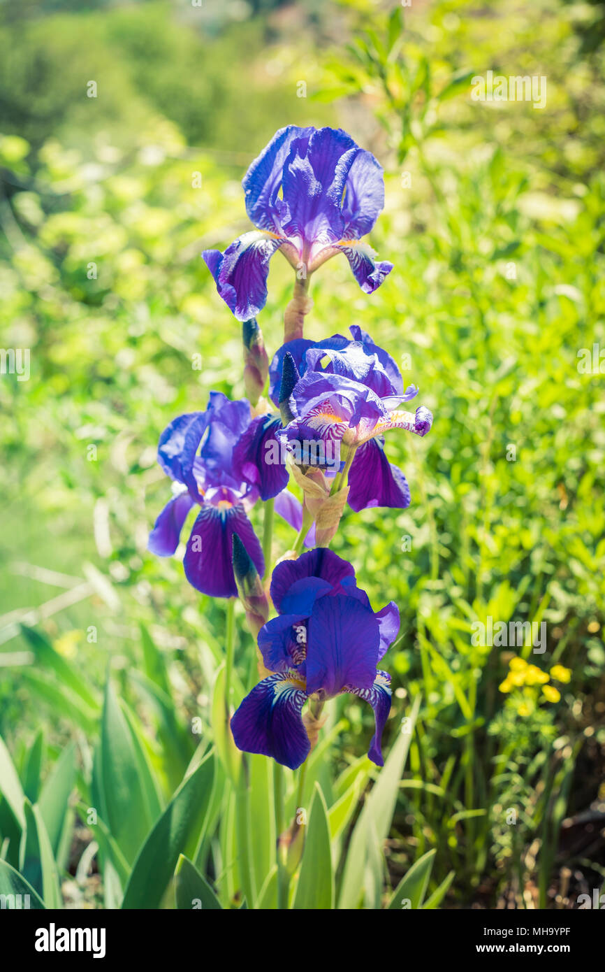 Nahaufnahme eines wilden blau Iris in der Natur der Schweiz Stockfotografie  - Alamy