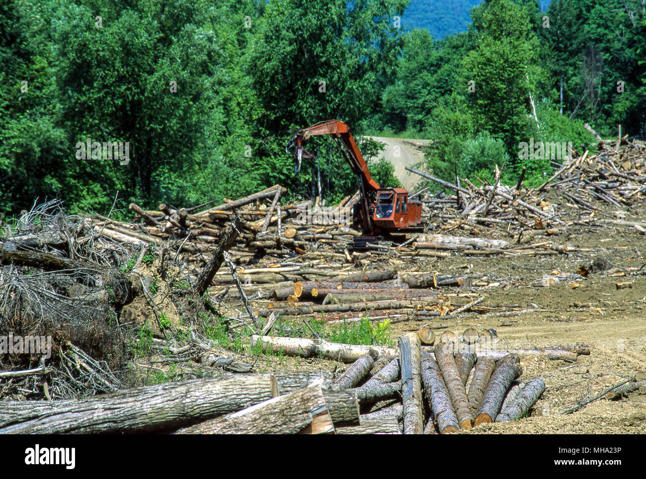 Die Protokollierung in der Asiatischen remperate foest der Bikin River Valley, Lebensraum für die wenigen verbliebenen Sibirische Tiger (amur); weniger als 300 bleiben in der Wildnis. Stockfoto