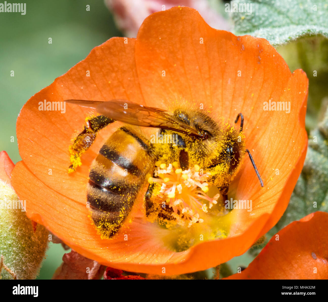 Biene bestäubt Orange Blume Stockfoto