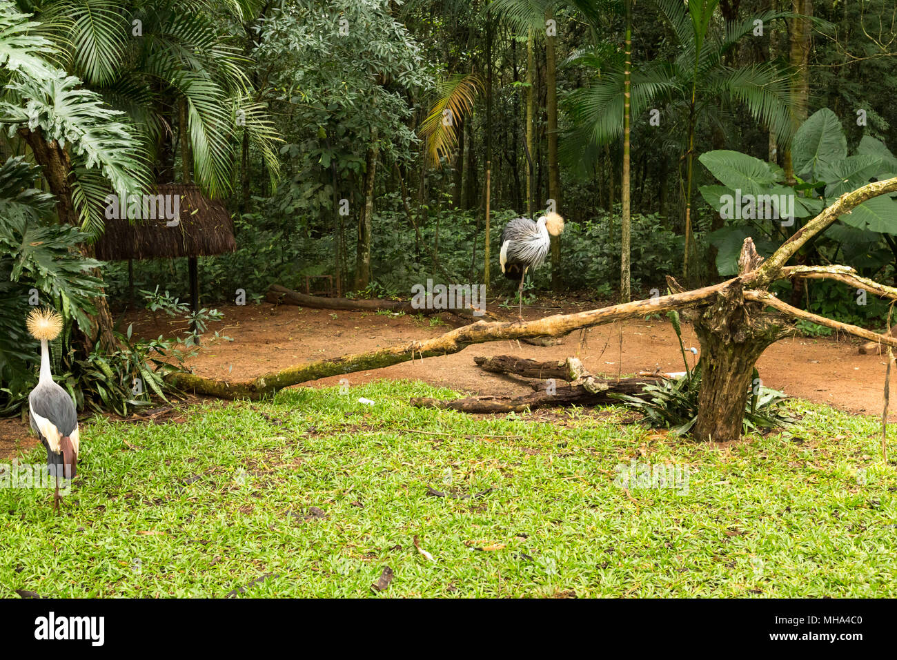 Toucan auf dem Zweig in den tropischen Wald von Brasilien Stockfoto