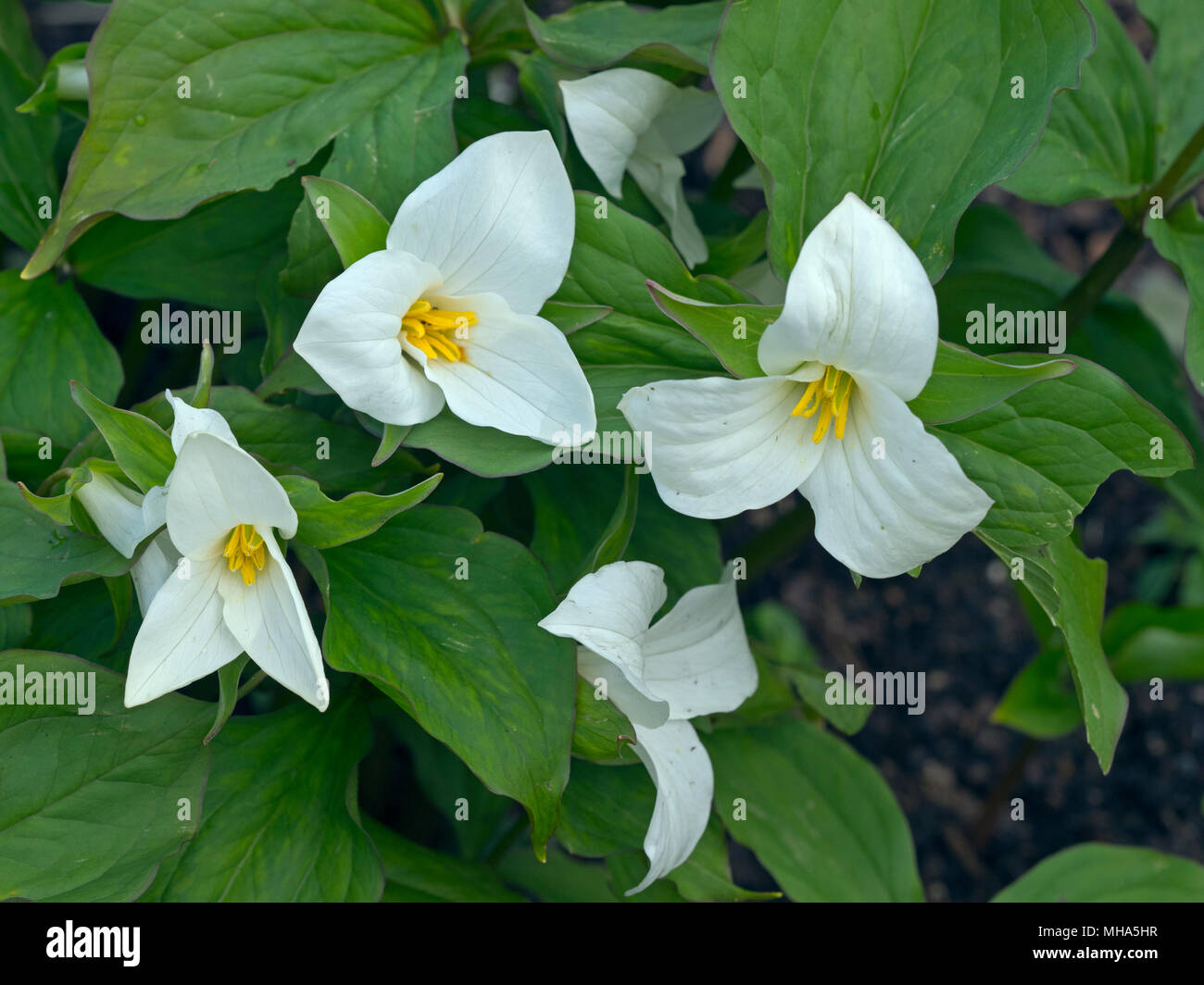 Trillium grandiflorum oder weißes Trillium im Frühjahr Grenze Stockfoto