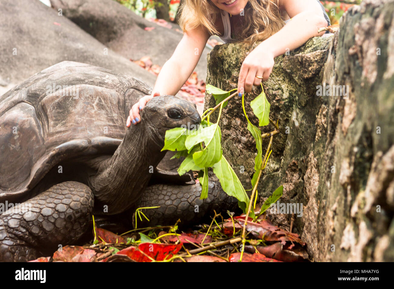 Riesenschildkröten in Island Seychellen. Stockfoto