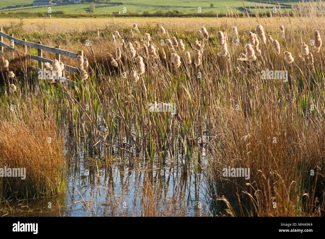 Rohrkolben an Steart Sümpfe, Sedgemoor. Feuchtgebiet saltmarsh, entwickelt von der WWT in Somerset. Stockfoto