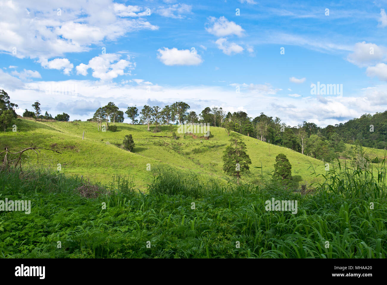 Landschaft im australischen Hinterland im Sommer Stockfoto