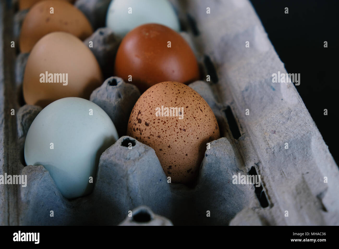 Bauernhof frisches Huhn Eier als Sammlung von Farben in Karton, Studio shot vor schwarzem Hintergrund. Stockfoto