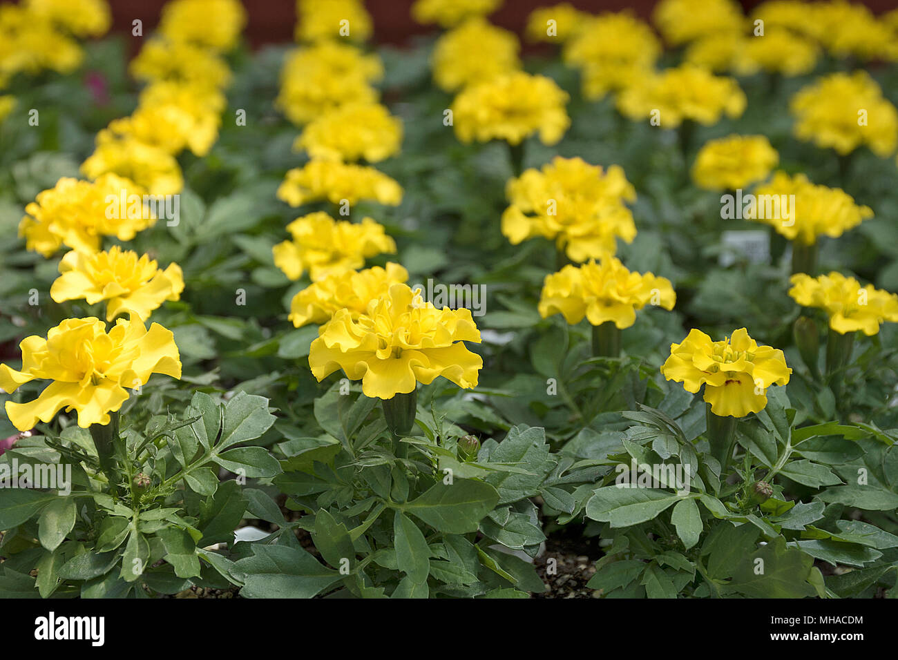 Zeile der blühenden gelben Ringelblumen Pflanzen im Gewächshaus Stockfoto