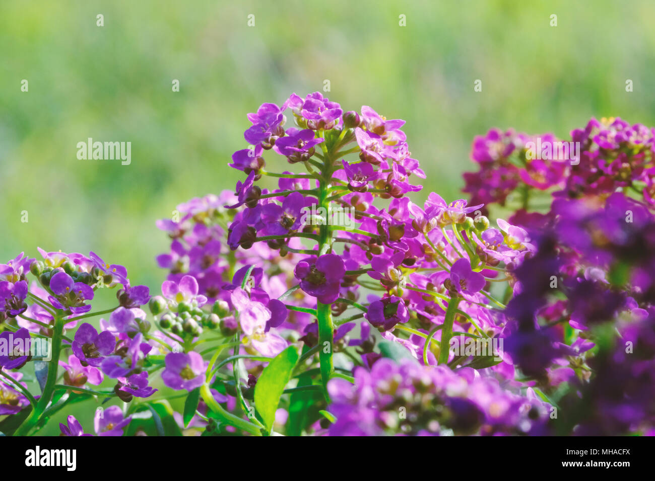 Lebendige Alyssum fuschia lila Blüten im Garten der Sonne. Stockfoto