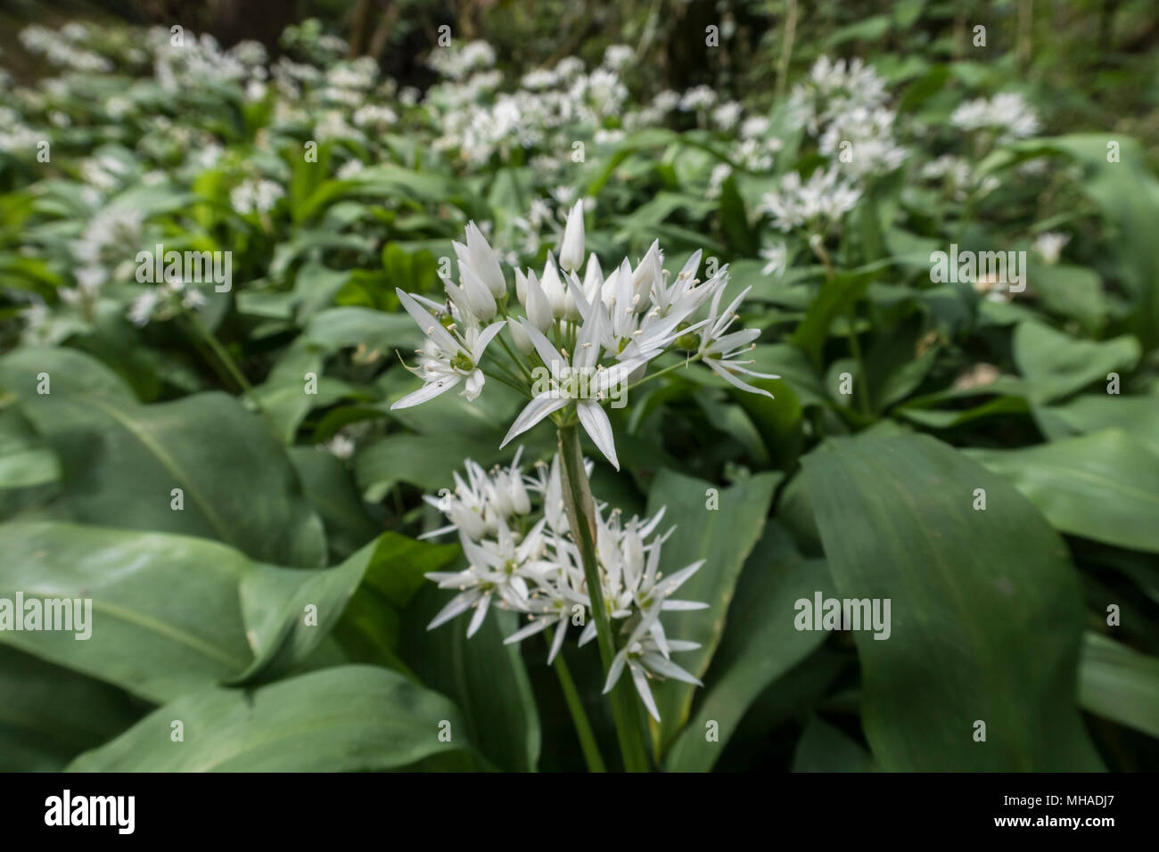 Bärlauch in der Blume in einem englischen Holz. Allium ursinum - Bärlauch, buckrams, Breitblättrigen Knoblauch, Bärlauch, Bärlauch, Porree, Stockfoto