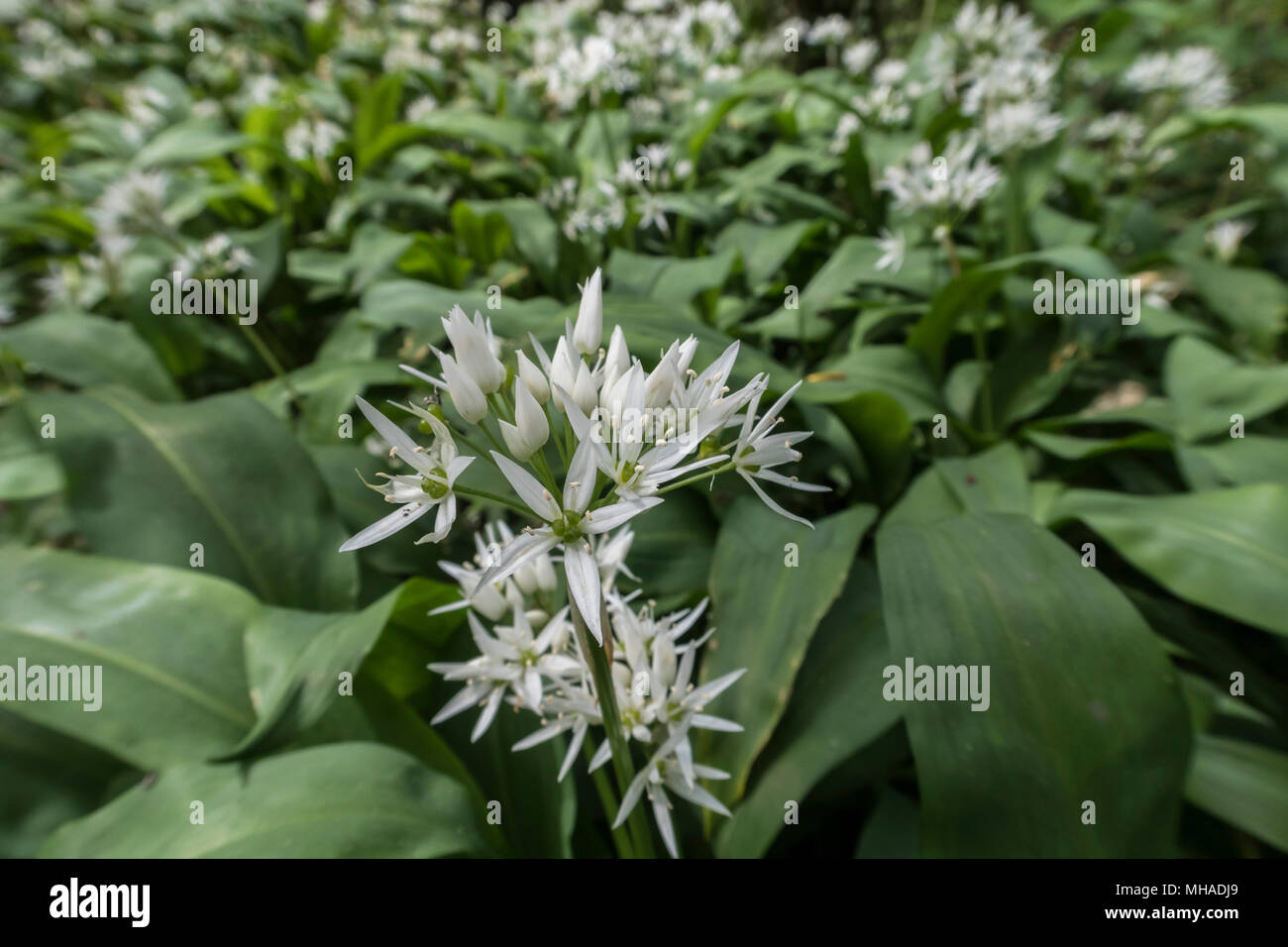 Bärlauch in der Blume in einem englischen Holz. Allium ursinum - Bärlauch, buckrams, Breitblättrigen Knoblauch, Bärlauch, Bärlauch, Porree, Stockfoto