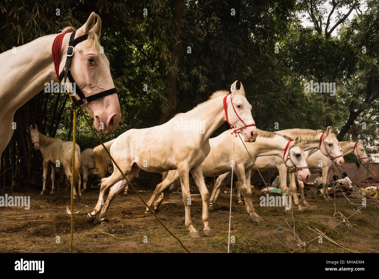 Pferde ausgerichtet werden, um an der Handel fair im Sonepur Mela, Sonepur, Indien. Stockfoto
