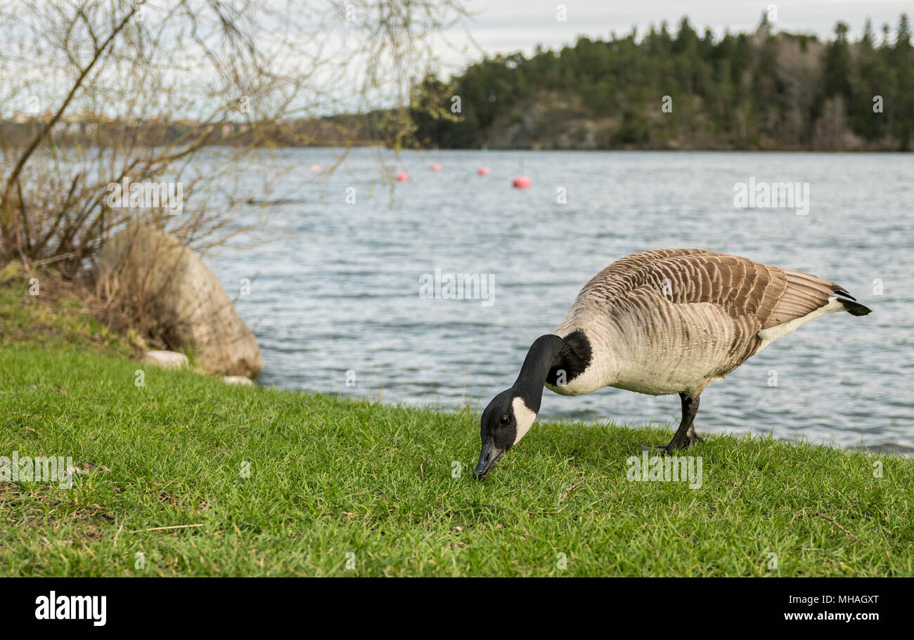 Wild Goose oder Gänse essen Gras an einem See mit schönen Kiefernwald Insel im Hintergrund Stockfoto