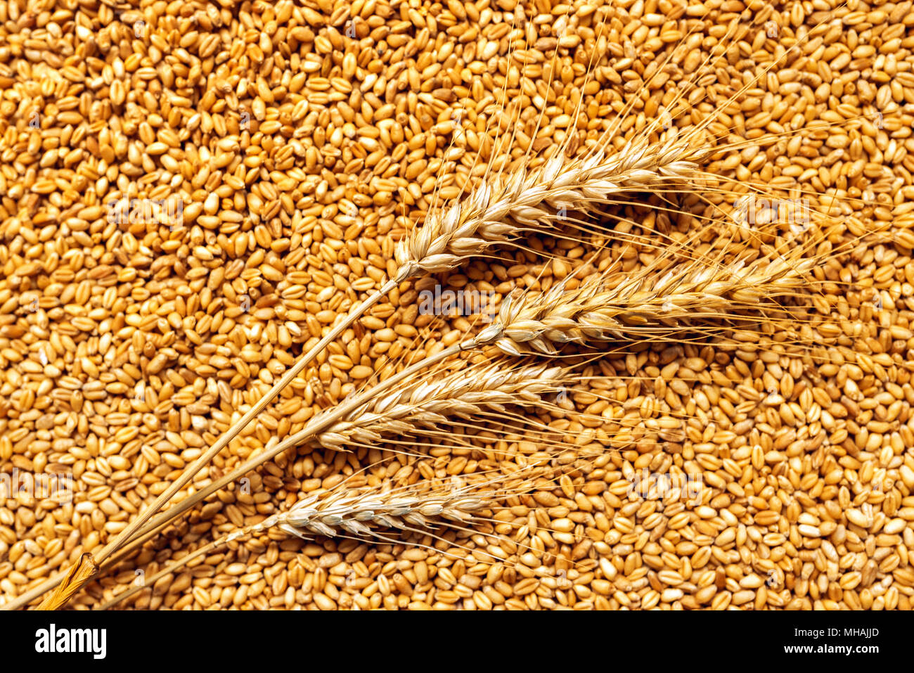 Ähren und Körner nach der Ernte von Getreide, Landwirtschaft und Landwirtschaft-Konzept Stockfoto