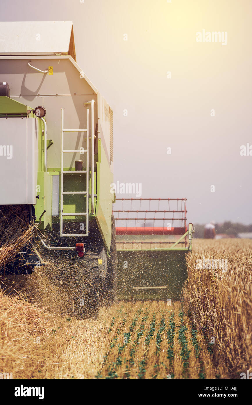 Feldhäcksler Maschine kombinieren die Ernte reif Weizen ernten in landwirtschaftlich genutzte Gebiet, selektiver Fokus Stockfoto