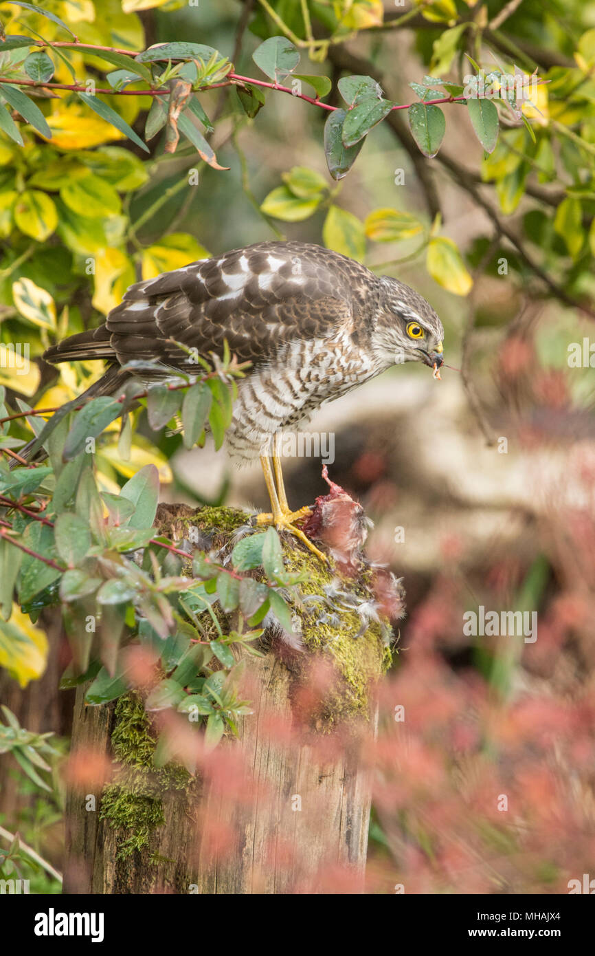 Sperber, Sperber, Accipiter Nisus, Zupfen, Essen ein Spatz oder kleinen Vogel auf dem Zupfen der Post. Jugendliche, März, Sussex, UK Stockfoto