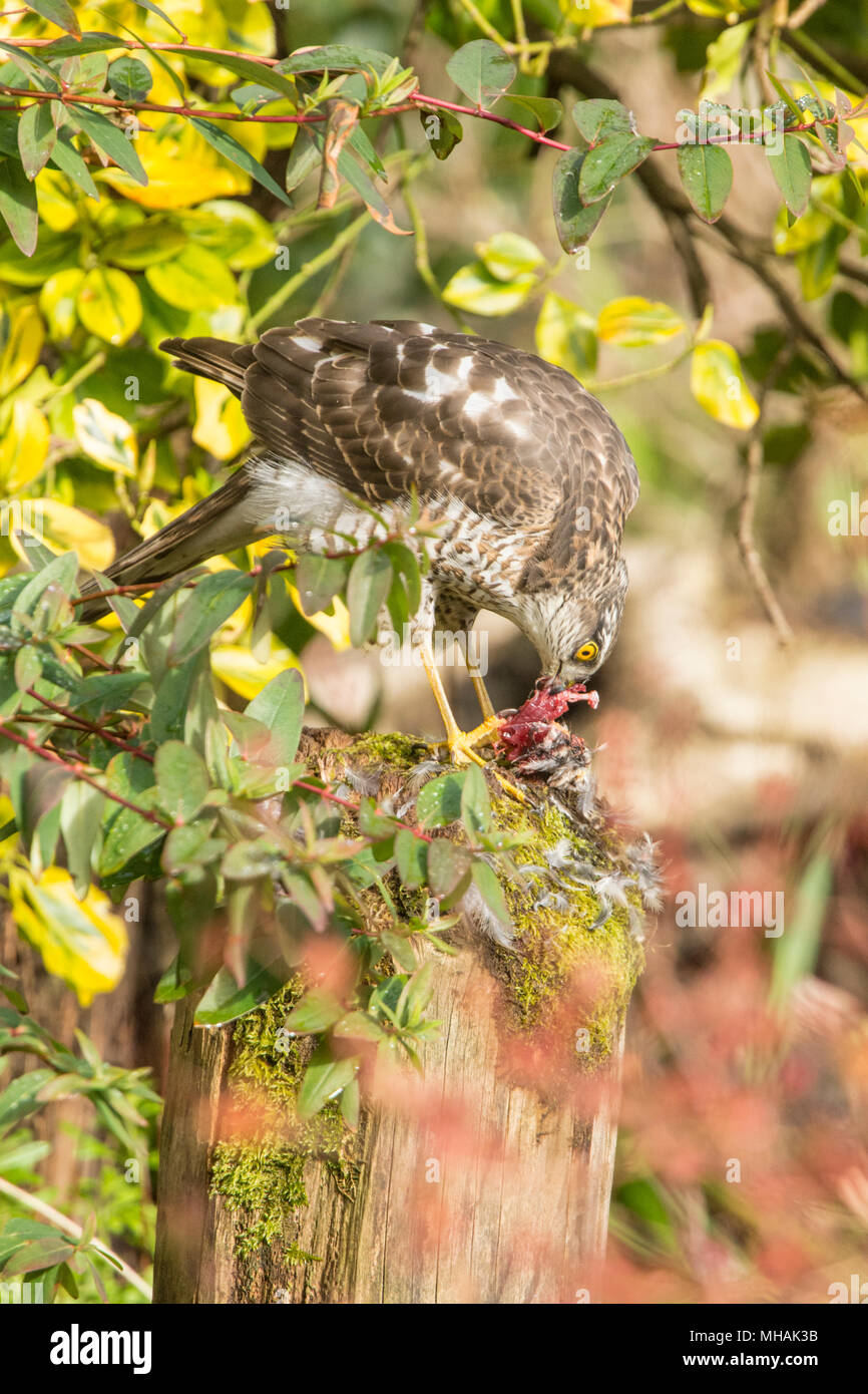 Sperber, Sperber, Accipiter Nisus, Zupfen, Essen ein Spatz oder kleinen Vogel auf dem Zupfen der Post. Jugendliche, März, Sussex, UK Stockfoto