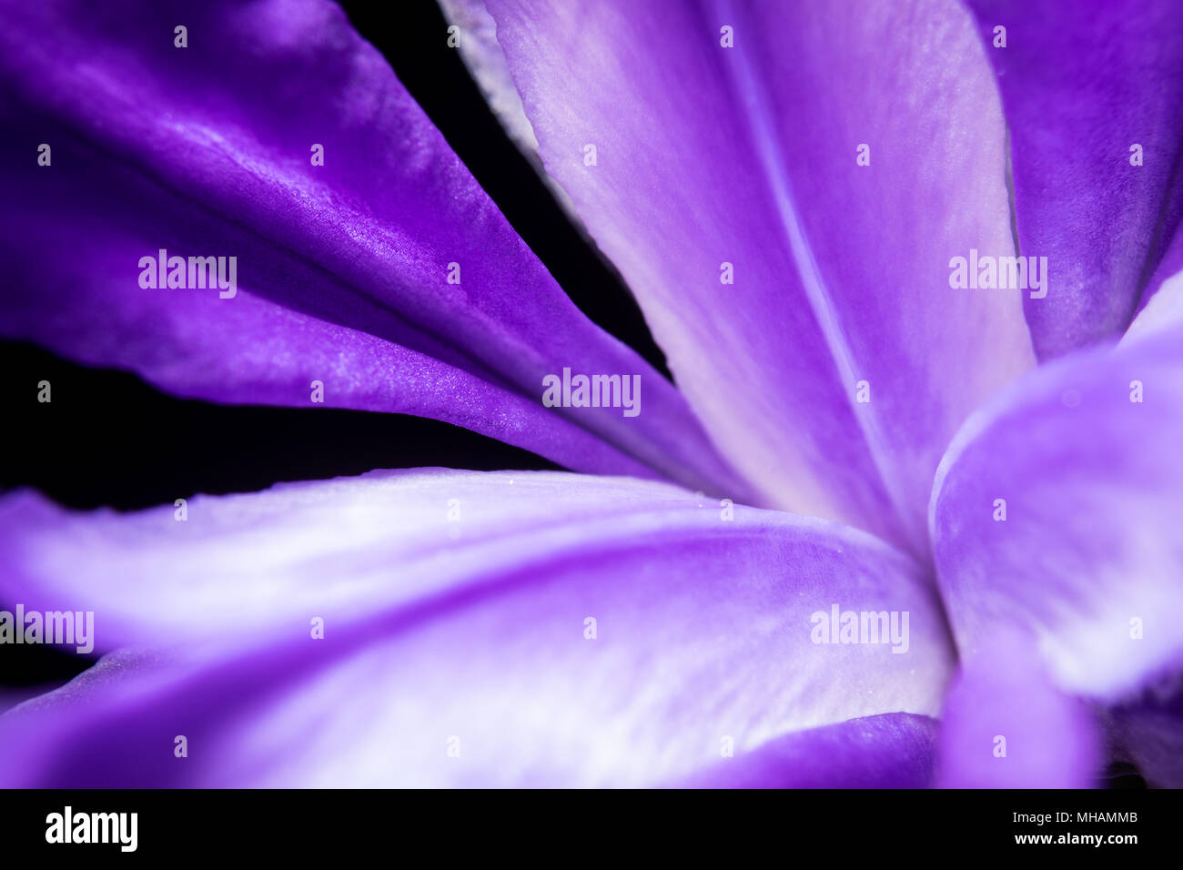 Eine Feder wildflower ist in diesem Makro Bild in Central Appalachia, Vereinigten Staaten gesehen. Stockfoto