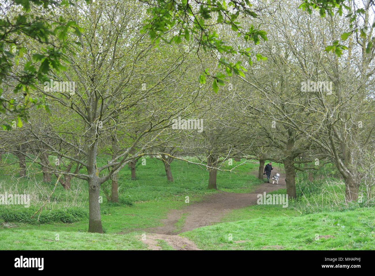 An einem kalten April Tag, schlängelnde Fußwege und gewundenen Wanderwegen können Sie die Wälder auf dem Gelände des Delapre Abtei, Northampton, England zu erkunden. Stockfoto