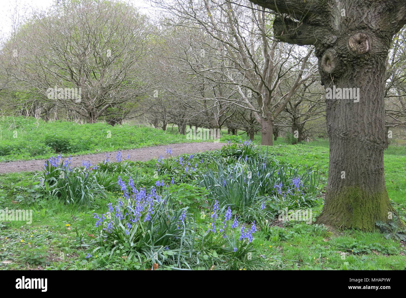 Delapre Abtei, am Rande von Northampton, hat 900 Jahre Geschichte und 500 Hektar Wald, Park und Garten; bewundern Sie die glockenblumen im Mai. Stockfoto