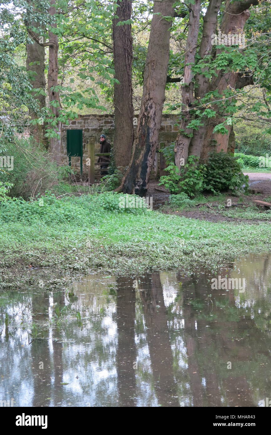 Ein Spaziergang durch die Wälder bei Delapre Abtei am Stadtrand von Northampton bringt Sie auf schlammigen Pfützen und hübschen Baum Reflexionen. Stockfoto