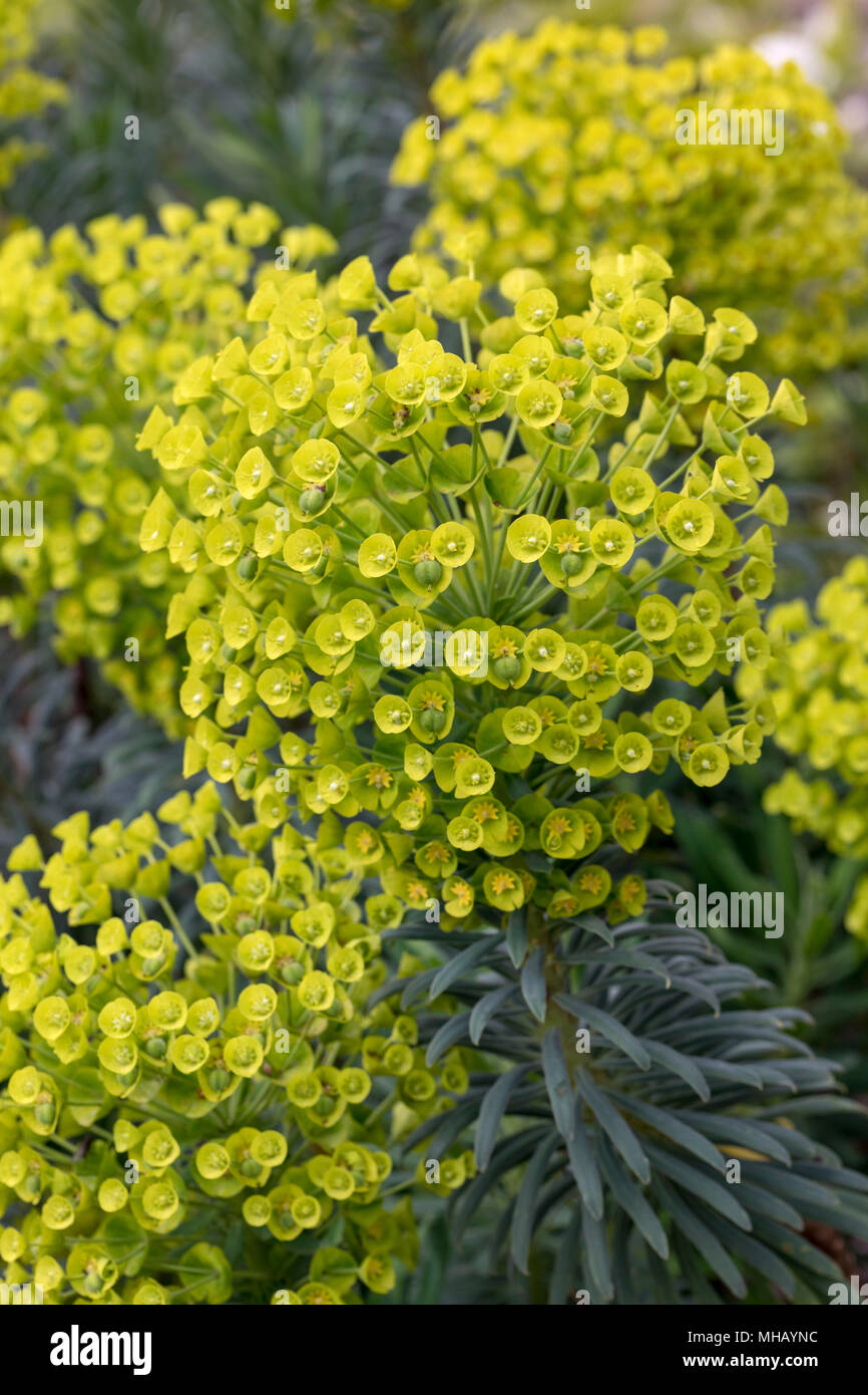 Nahaufnahme der Euphorbia characias wulfenii Blüte im April, England, Großbritannien Stockfoto