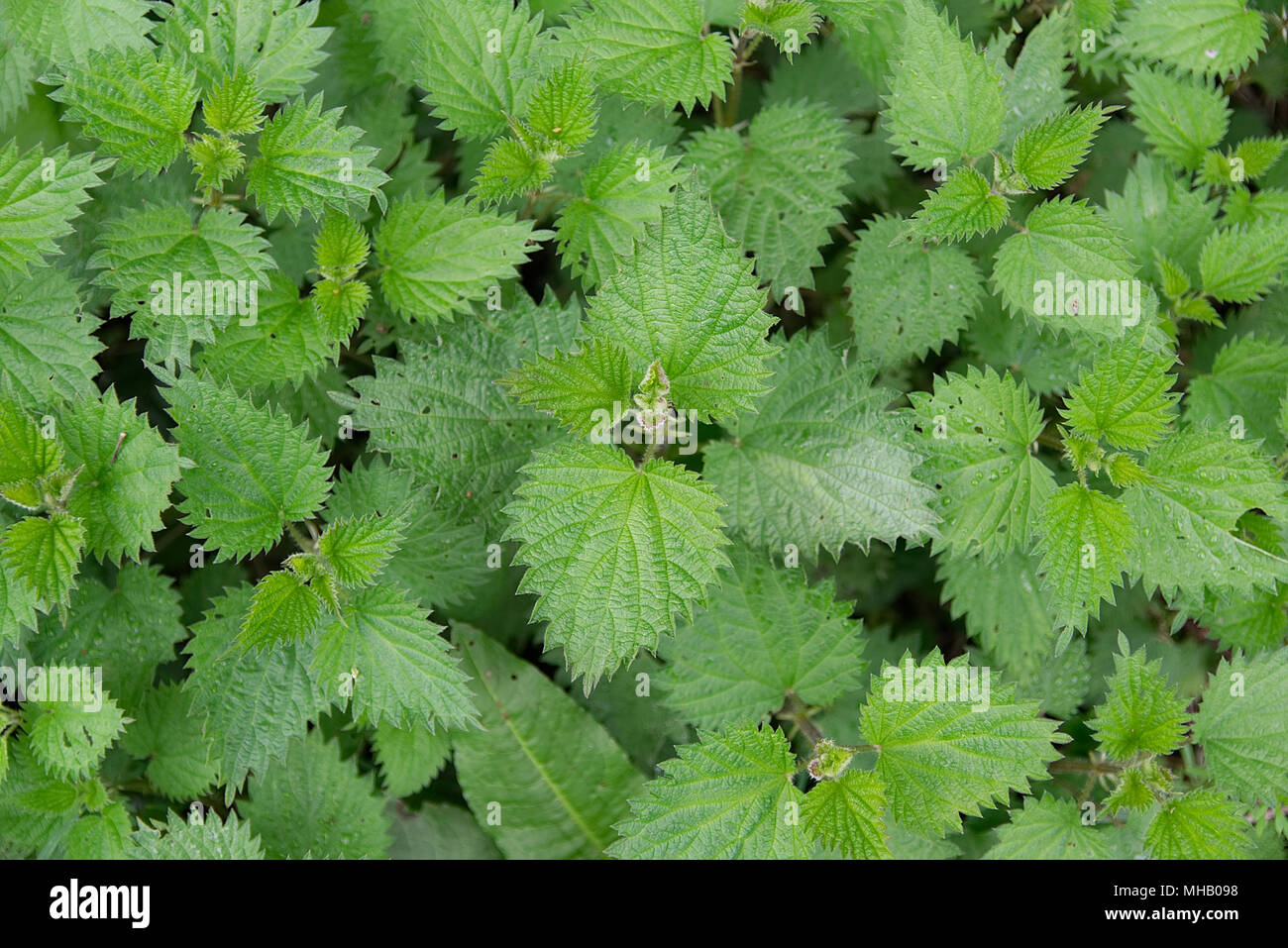 Brennnesseln Hintergrund Textur, Urtica dioica, Brennnessel Stockfoto