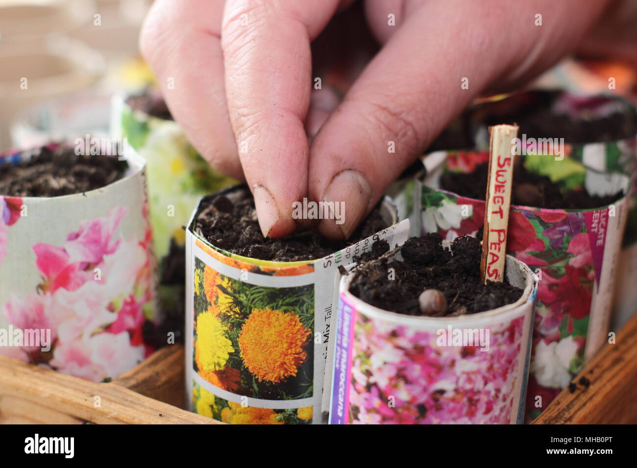 Lathyrus Odoratus. Aussaat Sweet pea Samen in hausgemachten Papier Töpfe mit einem geschnittenen Zweig als Alternative zu Kunststoff im Gartenbau beschriftet, Großbritannien Stockfoto