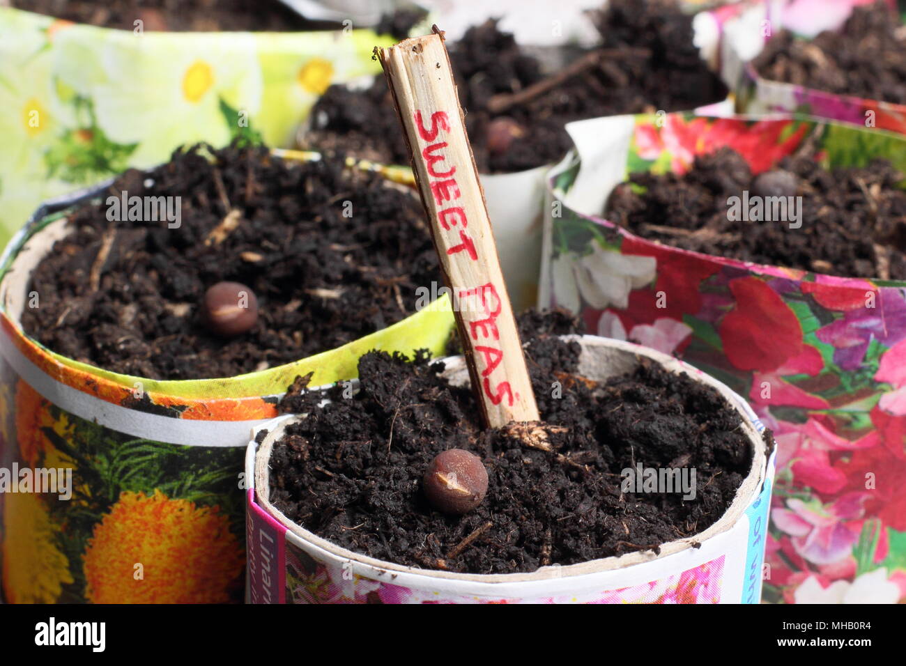 Lathyrus Odoratus. Aussaat Sweet pea Samen in hausgemachten Papier Töpfe mit einem geschnittenen Zweig als Alternative zu Kunststoff im Gartenbau beschriftet, Großbritannien Stockfoto