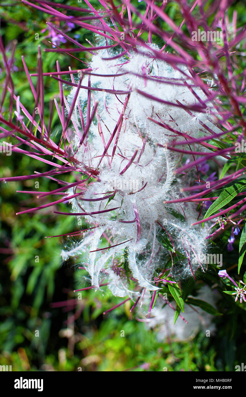 Rosebay Weidenröschen. Chamerion angustifolium. Eine auffallende wilde Pflanze mit hohen Türme der großen, rosa Blüten und Blätter, die um den Stiel wachsen Stockfoto