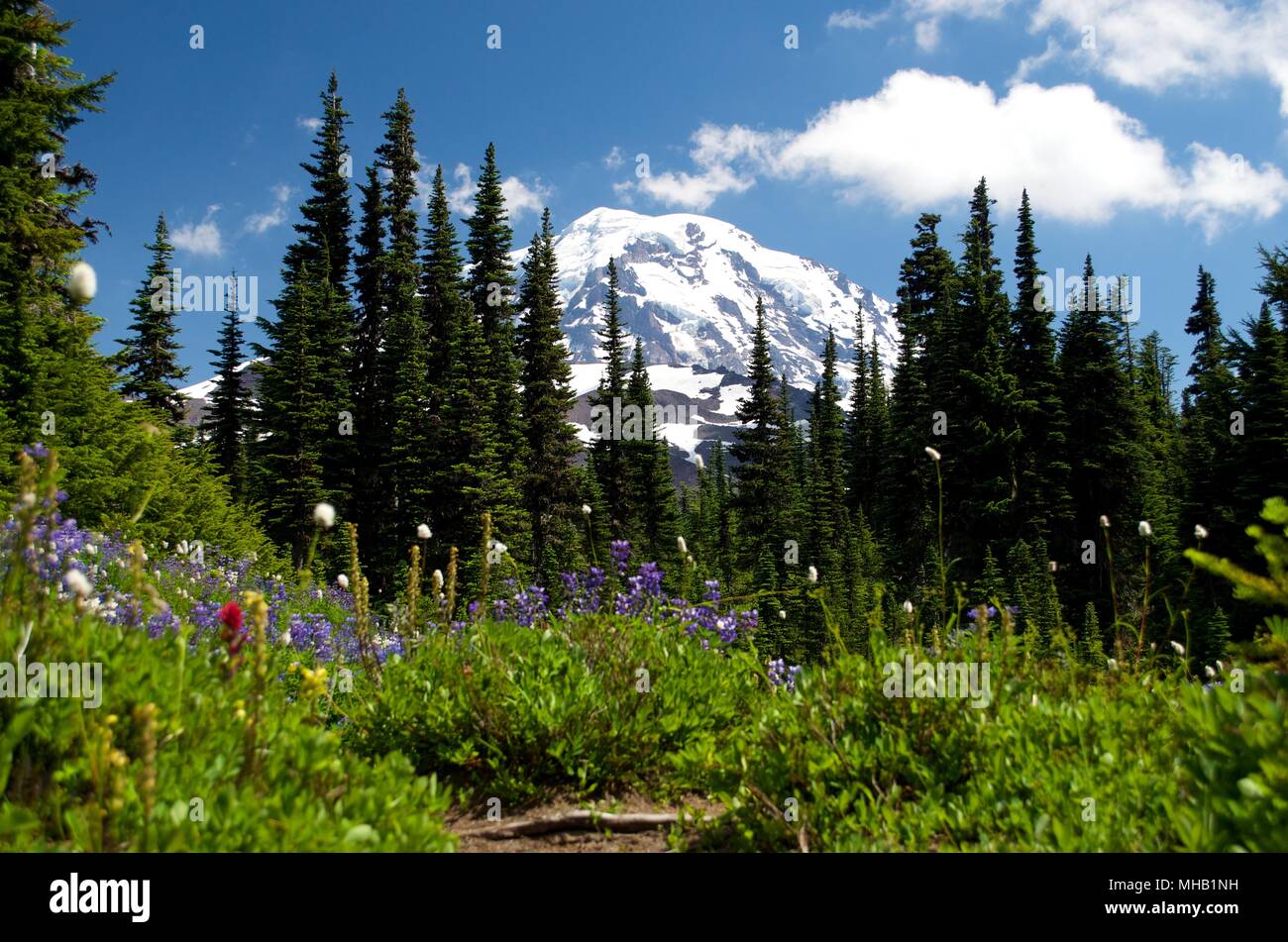 Mount Rainer und wilde Blumen Stockfoto