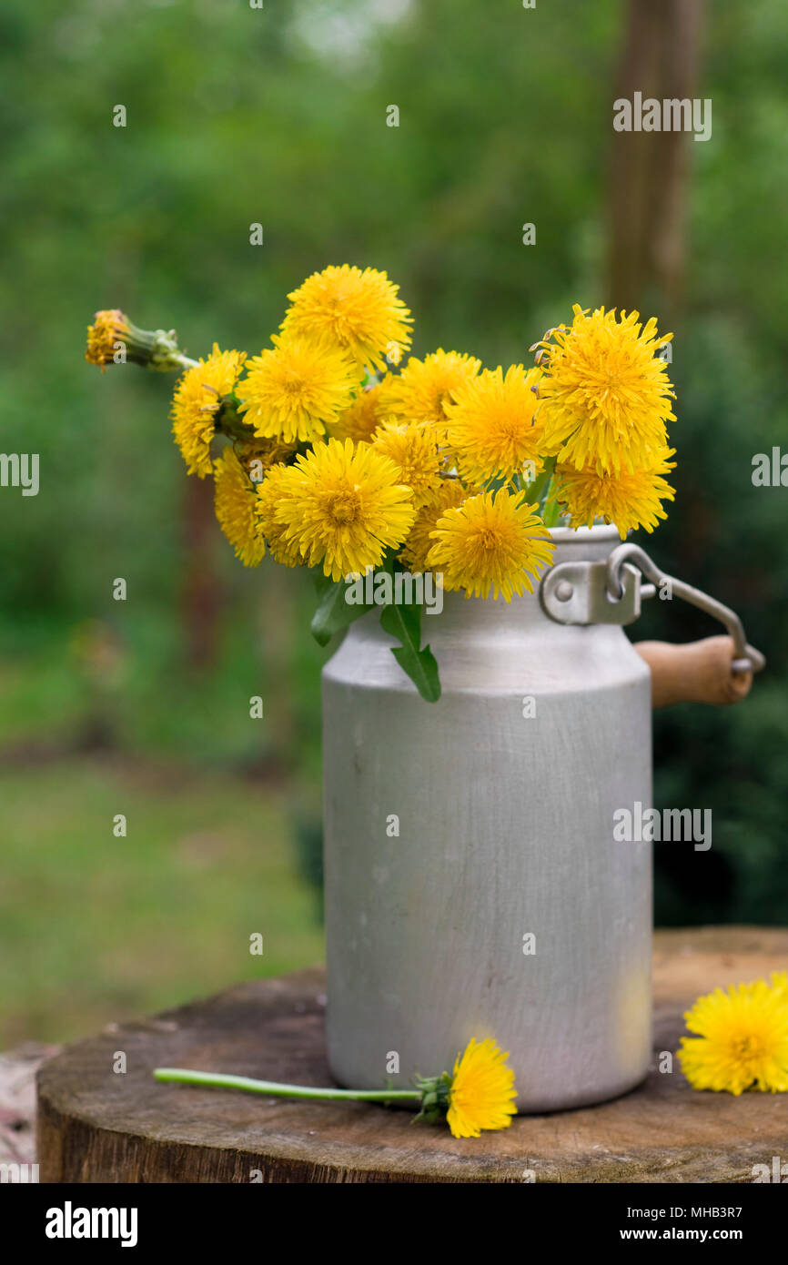Löwenzahn in einer Vase im Garten. Immer noch leben. Stockfoto