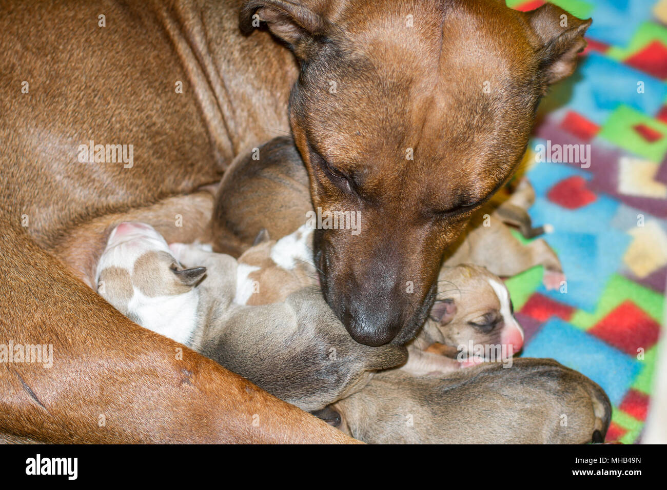 Hündin ihr neugeborenes Welpen Laktierenden in einer sauberen Umgebung Stockfoto