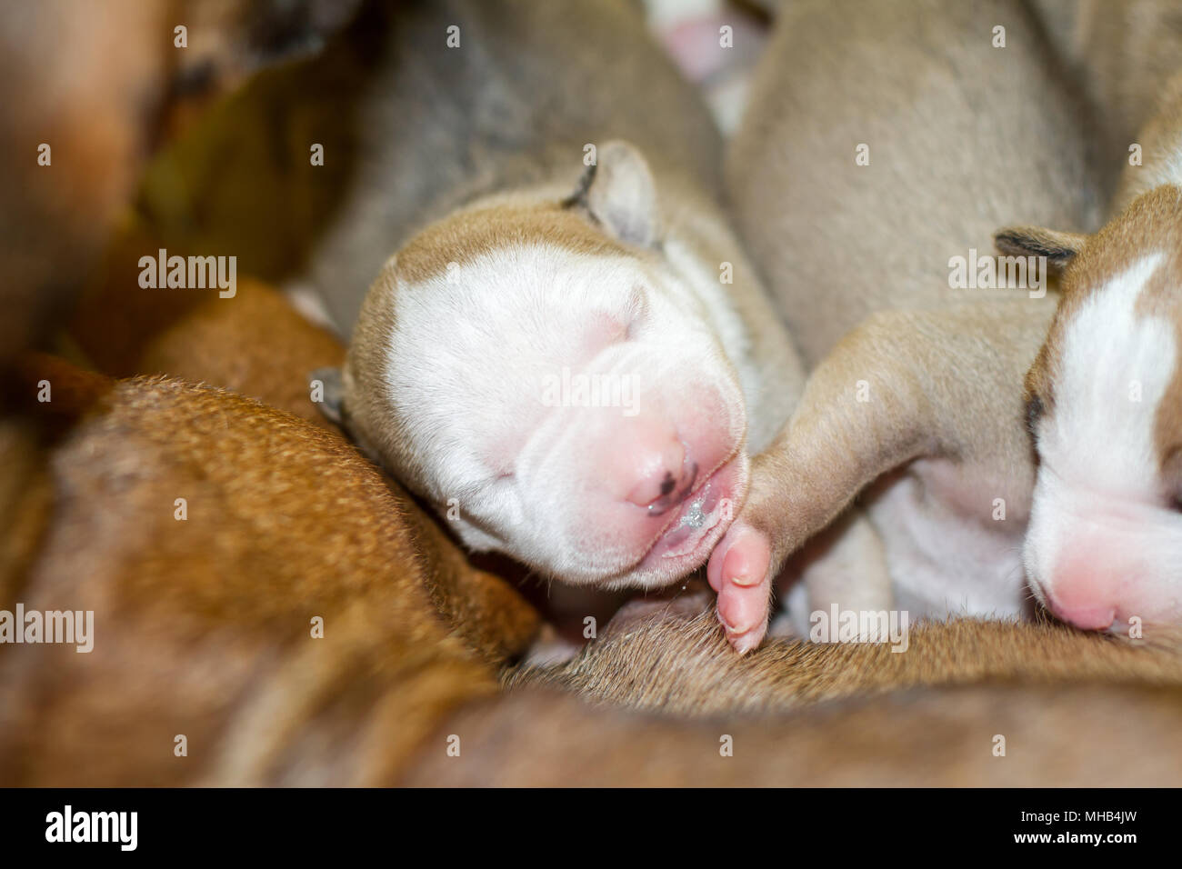 Hündin ihr neugeborenes Welpen Laktierenden in einer sauberen Umgebung Stockfoto